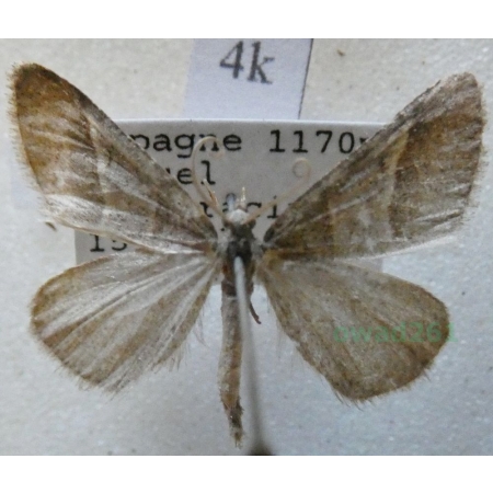 Petrophora convergata (de Villers, 1789) Spain4k